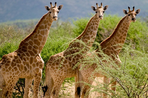 Erindi Private Game Reserve 006